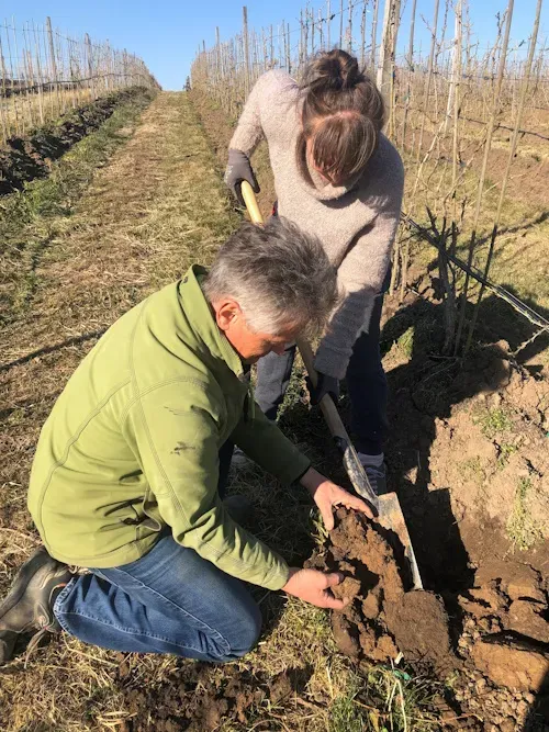 Zwei Personen untersuchen Erde im Weinberg bei sonnigem Wetter.