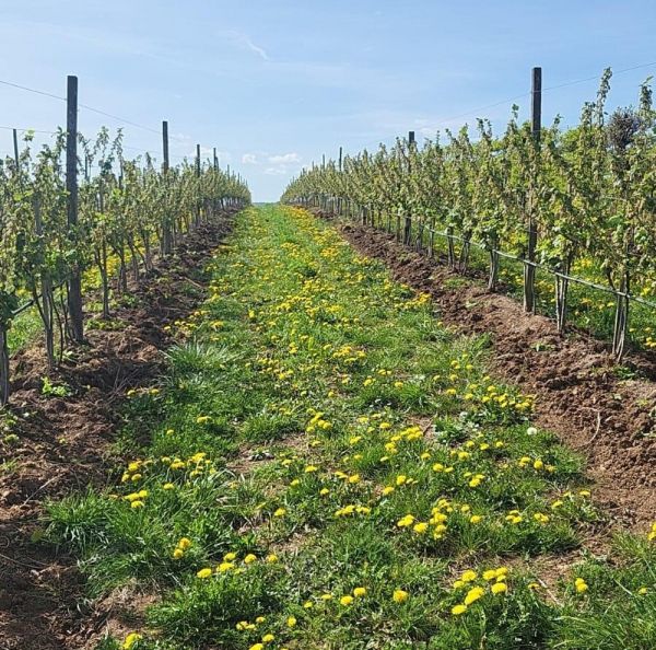 Weinreben in Reihen mit blühenden Löwenzahnwiesen dazwischen unter blauem Himmel