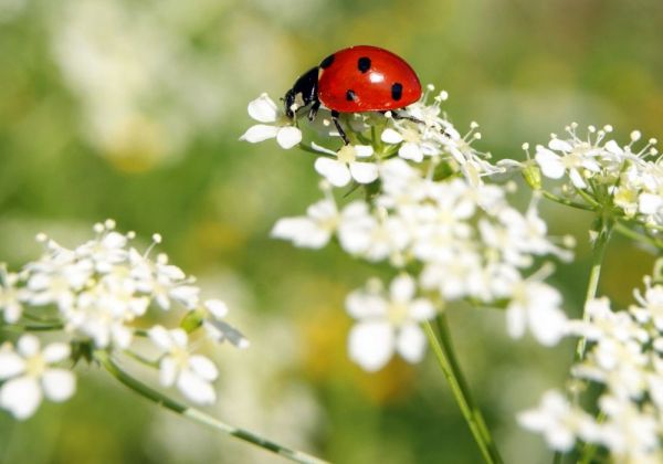 Roter Marienkäfer auf weißen Blüten in grüner Wiese bei Sonnenschein