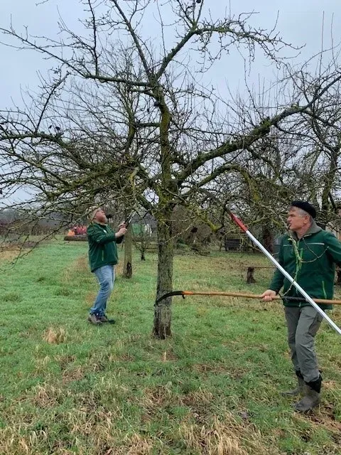 Zwei Männer schneiden im Winter auf einer Wiese ohne Blätter die Äste eines Obstbaums zurück