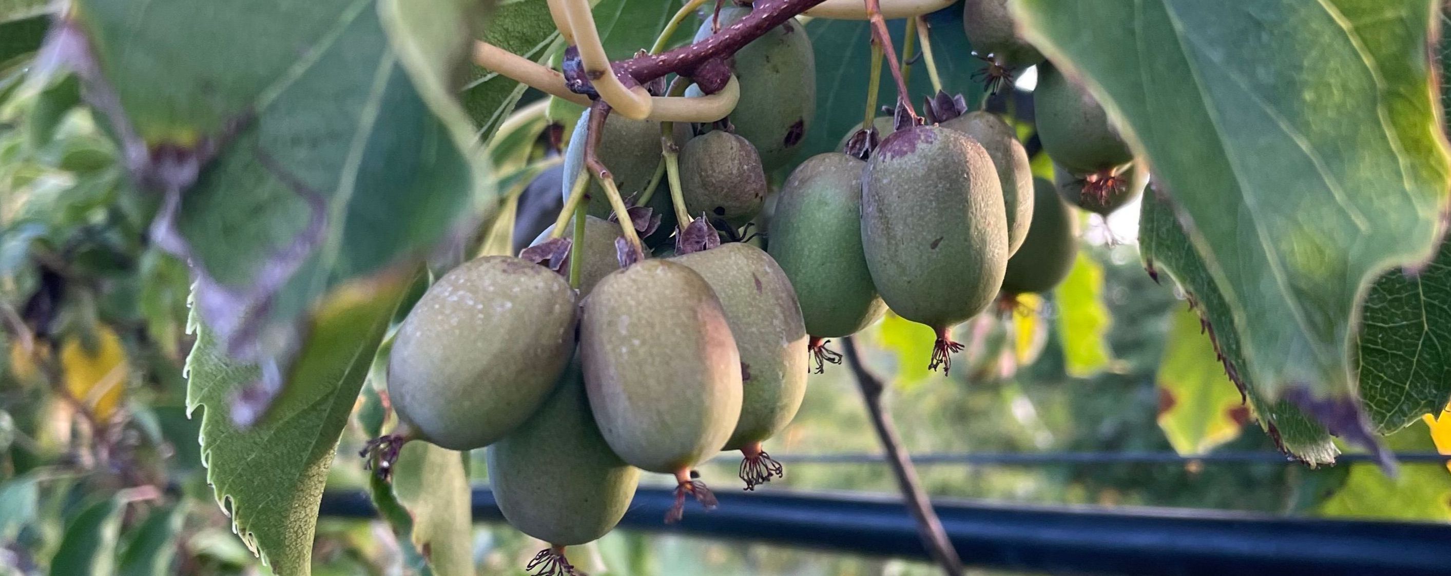Kennst du schon unsere Weinkiwi?