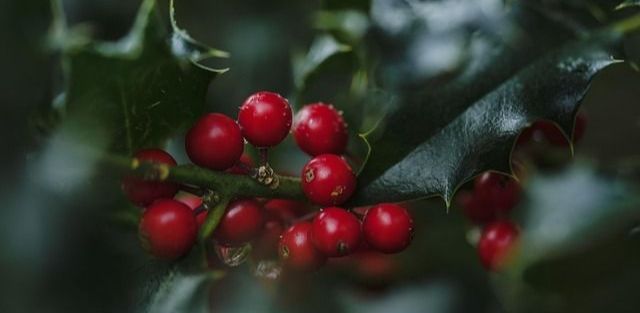 Nahaufnahme von roten Stechpalmenbeeren an einem Ast mit grünen, stacheligen Blättern