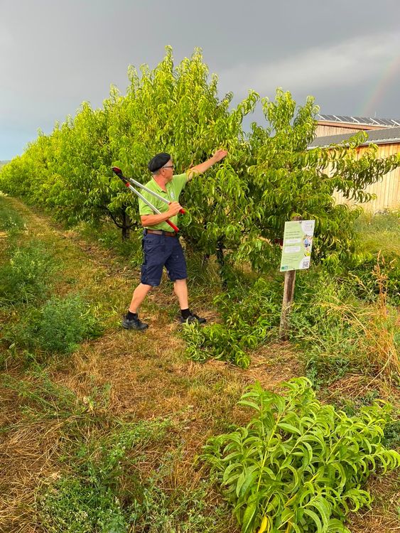 Mann schneidet Obstbaumzweige mit Gartenschere in einer grünen Plantage unter bewölktem Himmel
