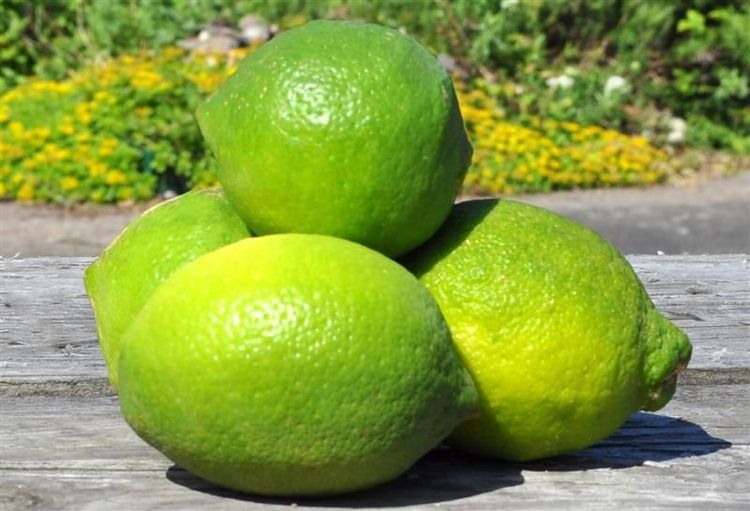 Vier grüne Limetten liegen auf einem Holztisch vor einem Garten mit gelben Blumen.