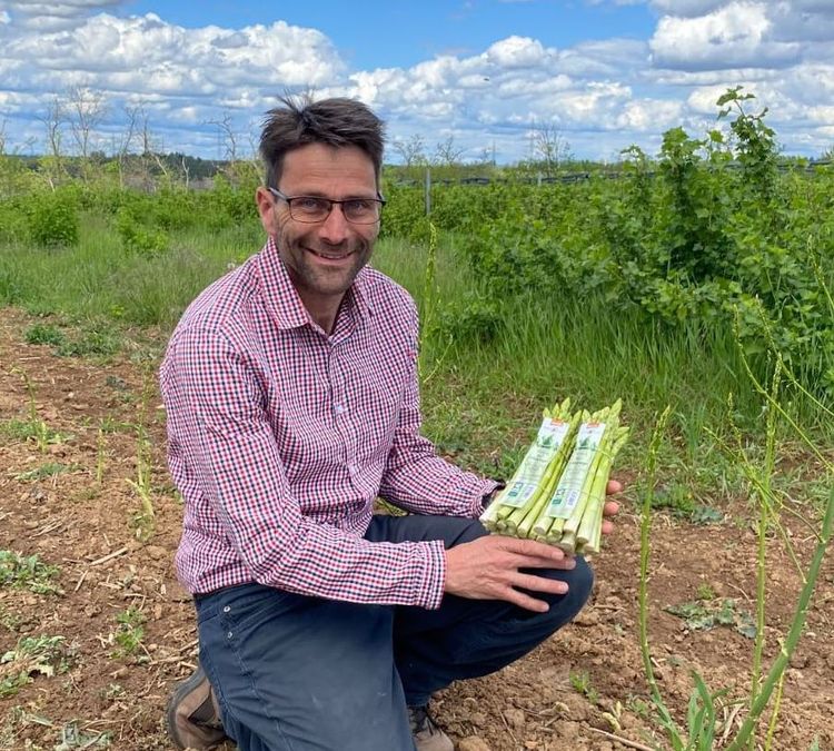 Mann kniet auf einem Feld und hält mehrere Bündel weißen Spargel unter blauem Himmel