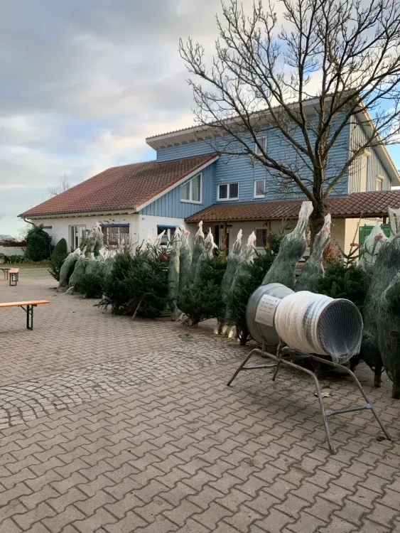 Weihnachtsbäume in Netzen stehen vor einem blau-weißen Haus und einer Baumverpackungsmaschine im Freien