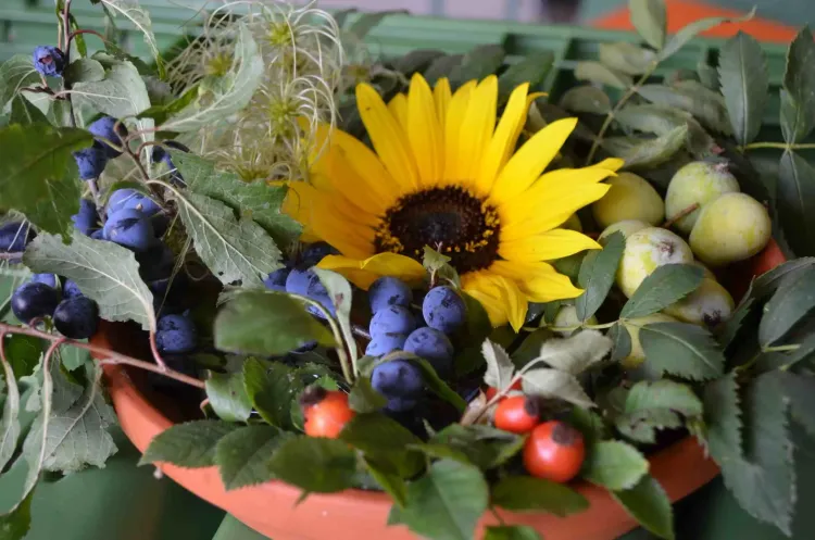 Schale mit Sonnenblume, blauen Beeren, roten Hagebutten und grünen Blättern