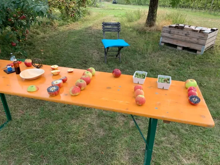 Bunter Apfeltisch im Freien mit verschiedenen Äpfeln, Holzteller und Schalen mit grünem Obst