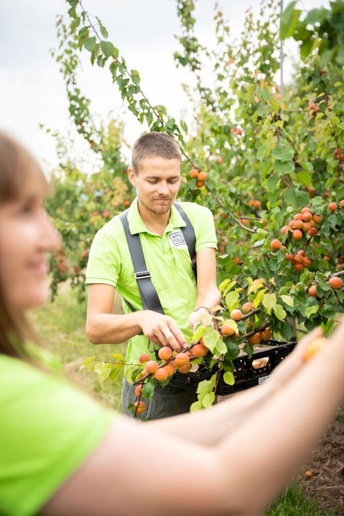 Mann und Frau ernten Aprikosen im Obstgarten an einem bewölkten Tag