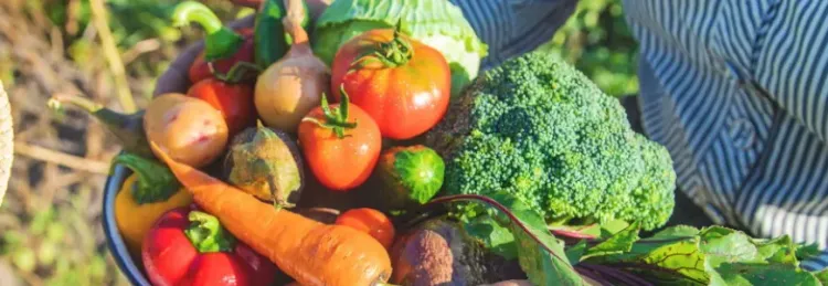 Frisches Gemüsekorb mit Karotten, Tomaten, Brokkoli und Paprika, gehalten von einer Person im Freien