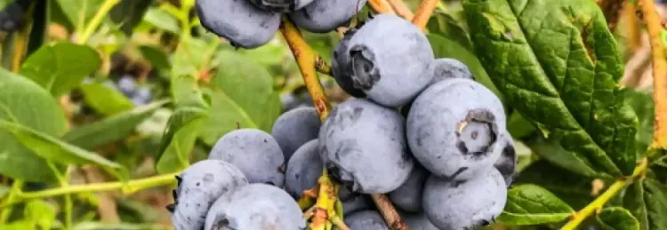 Nahaufnahme von reifen blauen Blaubeeren an einem Zweig mit grünen Blättern im Hintergrund