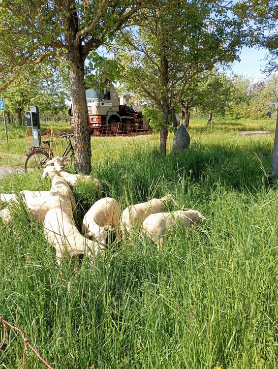 Schafe grasen auf einer Wiese mit hohem Gras zwischen Bäumen, im Hintergrund ein LKW und Fahrrad