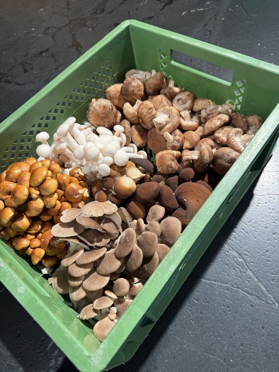 Grüner Plastikbehälter mit verschiedenen frischen Pilzen in braun, weiß und beige auf schwarzem Untergrund