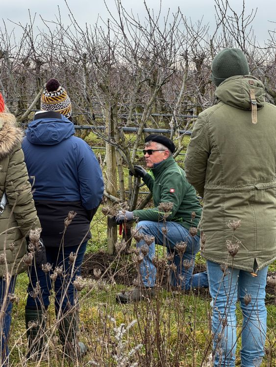 Gruppe von Menschen in Winterkleidung bei Obstbaumschnitt in einem kahlen Obstgarten