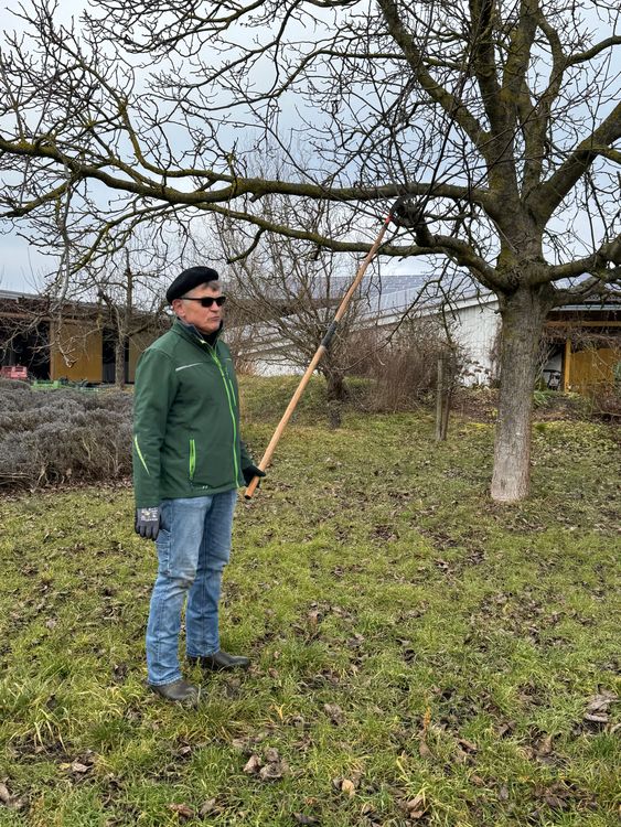 Mann schneidet im Winter Obstbaum mit langer Astschere in Garten