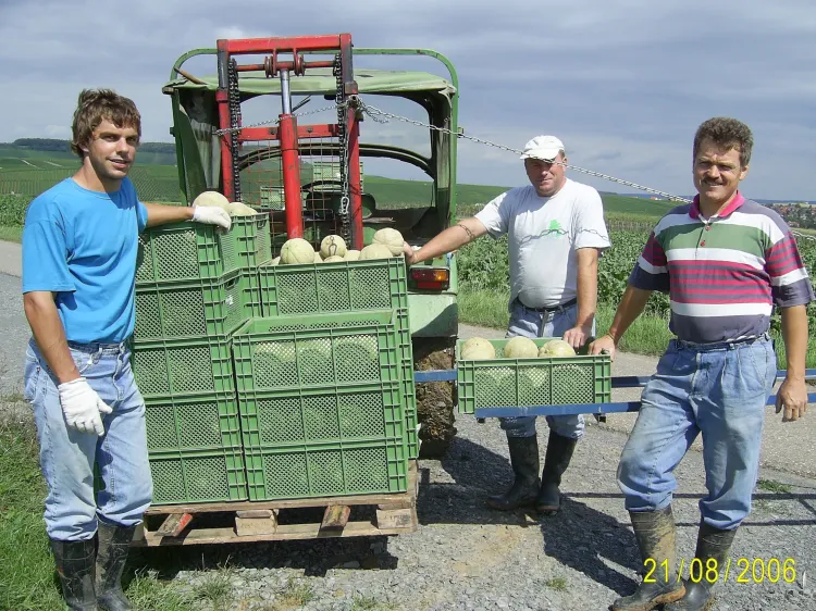 Drei Landwirte mit grünen Kisten voller Melonen auf einem Feldweg neben einem Traktor.