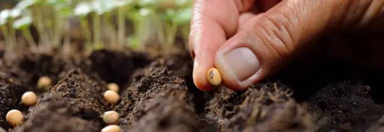 Hand pflanzt Samen in Erde mit kleinen Setzlingen im Hintergrund
