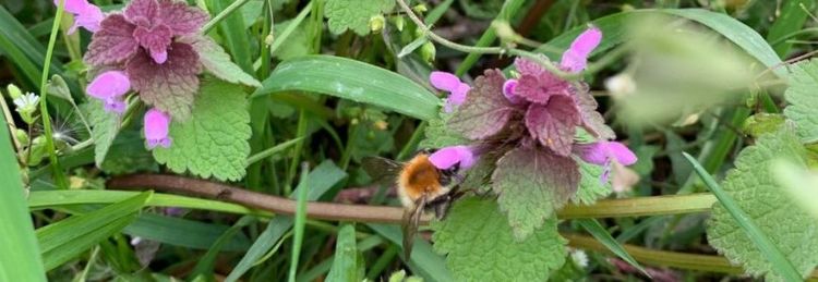 Hummel sammelt Nektar an lila Blüten in grünem Gras