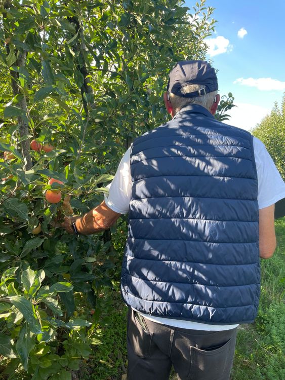Älterer Mann in blauem Weste pflückt Äpfel im Obstgarten an sonnigem Tag