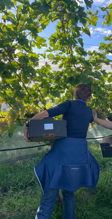 Person erntet weiße Trauben im Weinberg und hält einen Karton zum Sammeln.