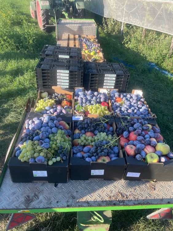 Kisten mit frischem Obst wie Trauben, Pflaumen und Äpfeln auf einem Anhänger bei sonnigem Wetter
