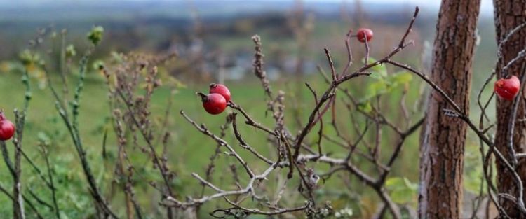 Rote Hagebutten an kahlen Zweigen im Herbst mit unscharfem Landschaftshintergrund