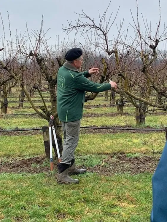 Ein Mann mit Baskenmütze schneidet im Obstgarten Äste an kahlen Bäumen.