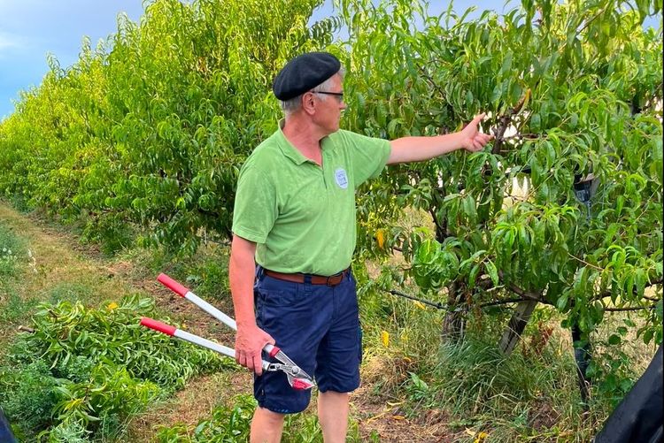 Mann mit grünem Hemd und schwarzer Mütze schneidet Äste in einem Obstgarten mit grünen Bäumen.