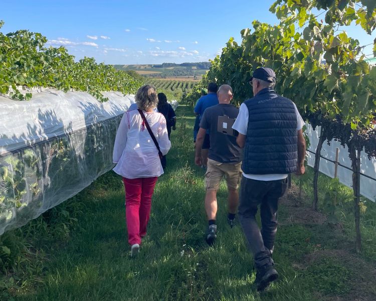 Menschen beim Rundgang durch einen Weinberg unter blauem Himmel mit grünen Reben