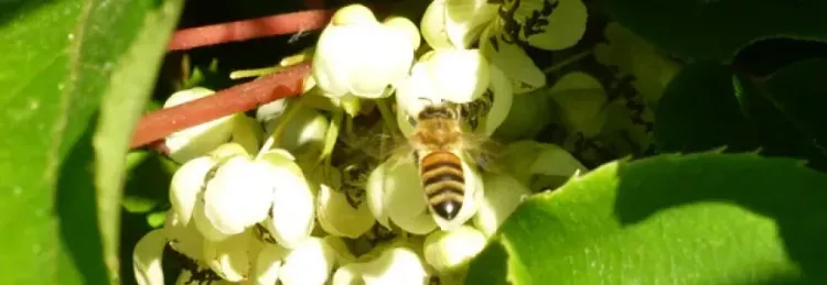 Biene sammelt Nektar von weißen Blüten umgeben von grünen Blättern im Sonnenlicht