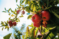 Rote Äpfel hängen an Ästen eines Apfelbaums bei Sonne und blauem Himmel