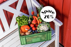 Grüne Gemüsekiste mit Salat, Tomaten, Karotten und Blumenkohl auf weißer Bank vor roter Wand